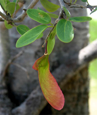 Securidaca longepedunculata