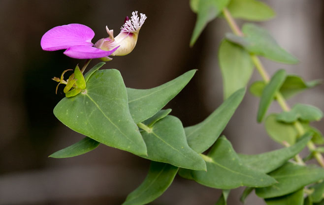 Polygala fruticosa 