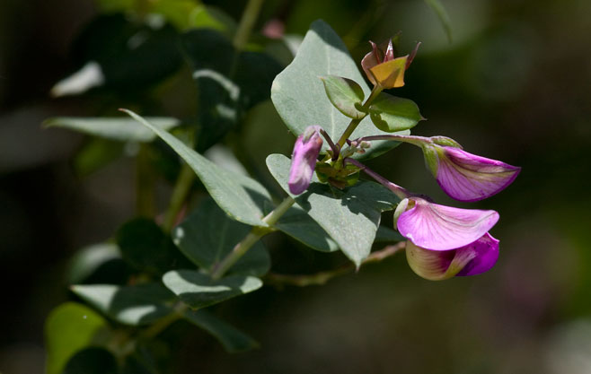 Polygala fruticosa 