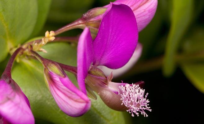 Polygala myrtifolia