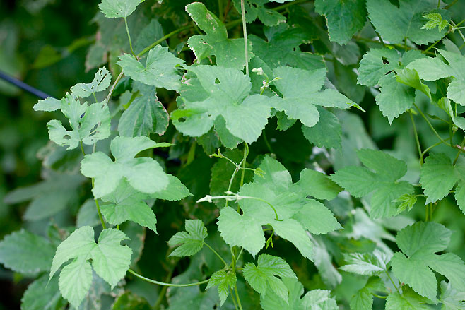 Humulus lupulus (Hop) 