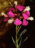Polygala bracteolata