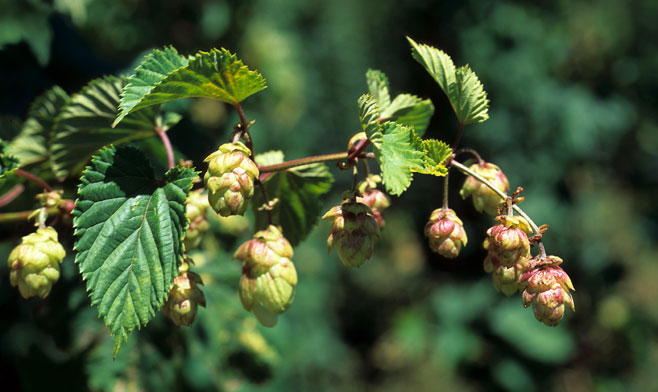 Humulus lupulus (Hop) 