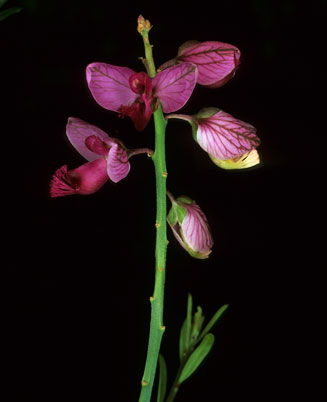Polygala virgata