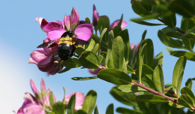 Polygala myrtifolia
