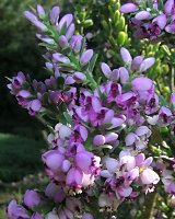 Nylandtia spinosa
