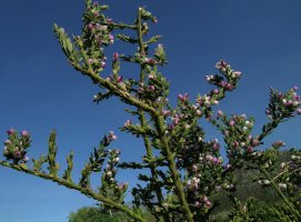 Nylandtia spinosa