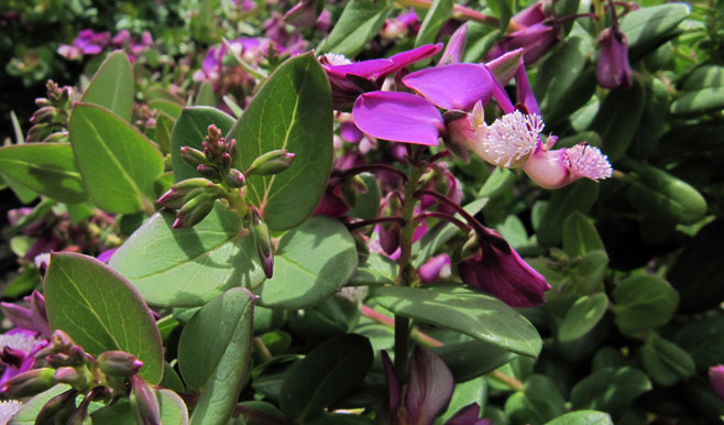 Polygala myrtifolia
