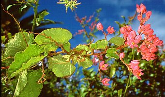 Antigonon leptopus
