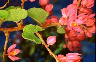 Antigonon leptopus