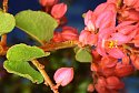 Antigonon leptopus