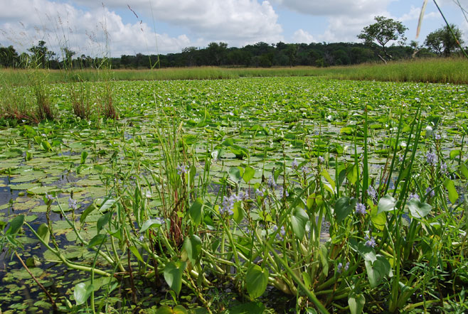 Monochoria africana