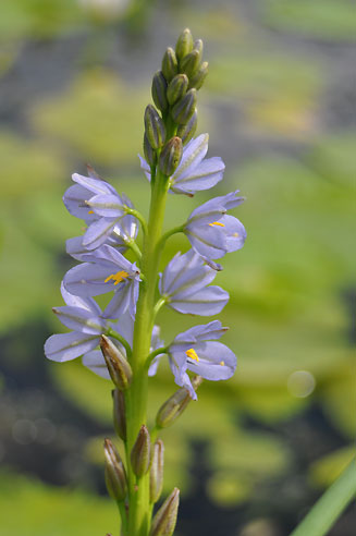 Monochoria africana