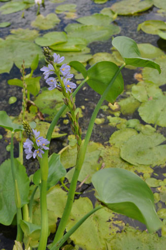 Monochoria africana