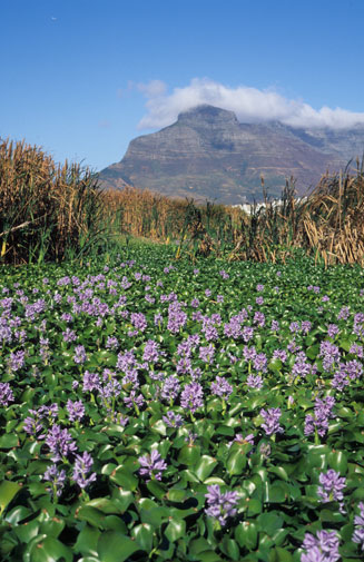 Eichornia crassipes (Water hyacinth)
