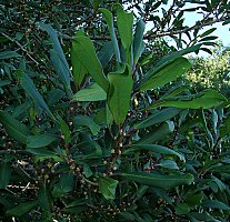 Rapanea melanophoeos
