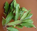 Rapanea melanophloeos