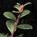 Myrsine africana