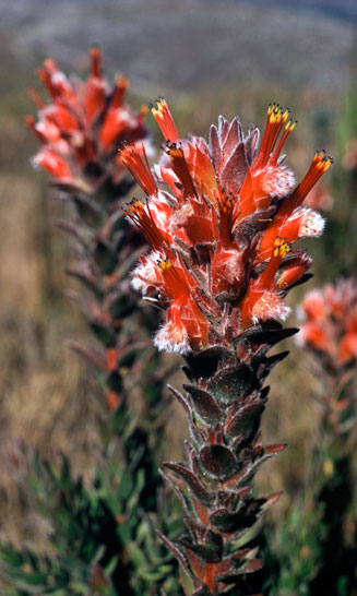 Mimetes capitulatus (Conical pagoda)