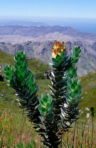 Mimetes hottentoticus (Matchstick pagoda)