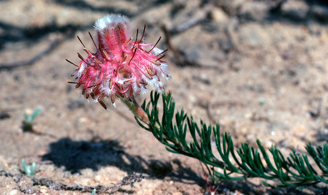Serruria trilopha (Trident spiderhead)