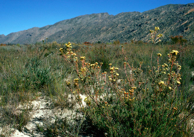 Leucadendron sericeum