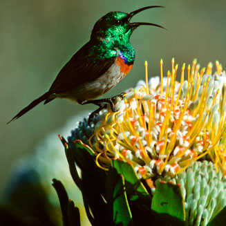 Leucospermum erubescens (Oudtshoorn pincushion)