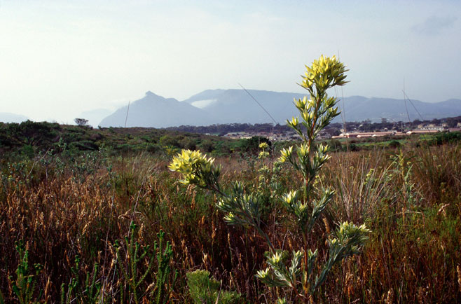 Leucadendron floridum