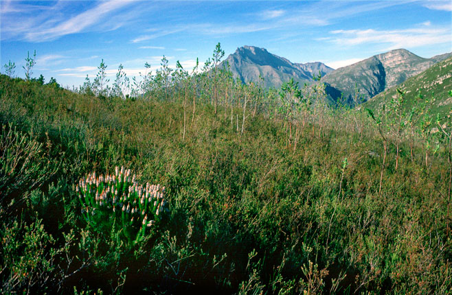 Spatalla parilis (Spike spoon)