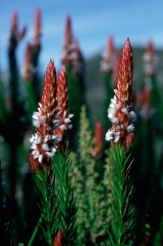 Spatalla parilis (Spike spoon)