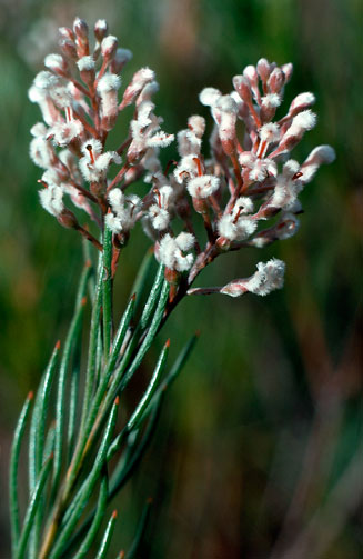 Spatalla racemosa (Lax-stalked spoon)