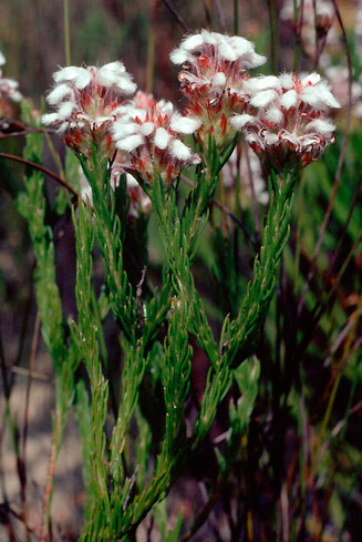 Spatalla squamata (Silky spoon)