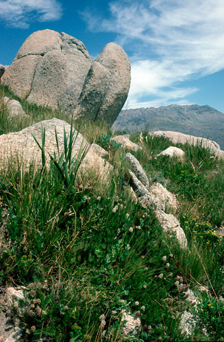 Spatalla thyrsiflora (Swan-neck spoon)