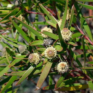 Leucadendron pondoense