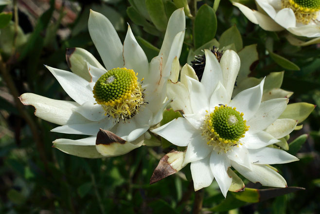 Leucadendron spissifolium