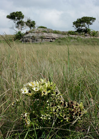 Leucadendron spissifolium