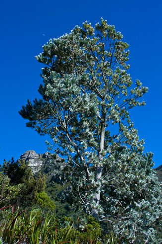 Leucadendron argenteum