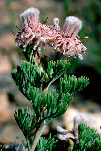 Serruria aitonii (Marshmallow spiderhead)