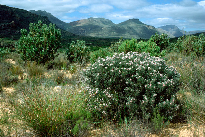 Serruria aitonii (Marshmallow spiderhead)