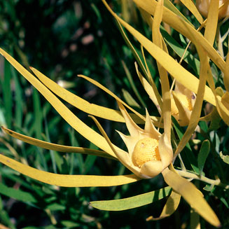 Leucadendron eucalyptifolium