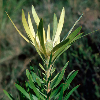 Leucadendron eucalyptifolium