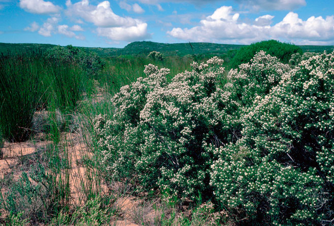Leucadendron galpinii