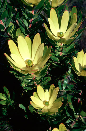 Leucadendron galpinii