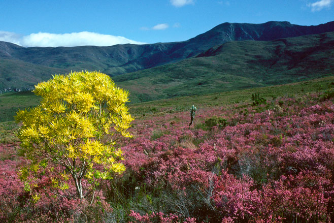Leucadendron eucalyptifolium