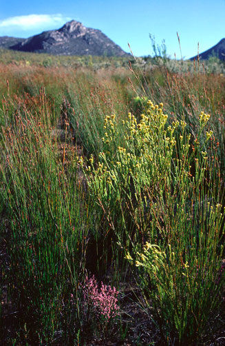 Leucadendron macowanii