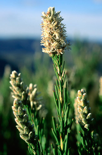 Paranomus dregei (Scented sceptre) 