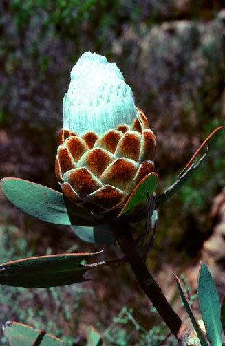 Protea inopina (Large-nut sugarbush)