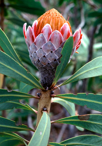Protea curvata (Barberton sugarbush)