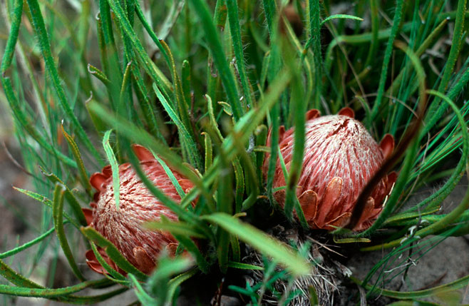 Protea denticulata (Tooth-leaf sugarbush)