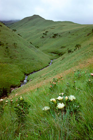 Protea dracomontana (Drakensberg sugarbush)